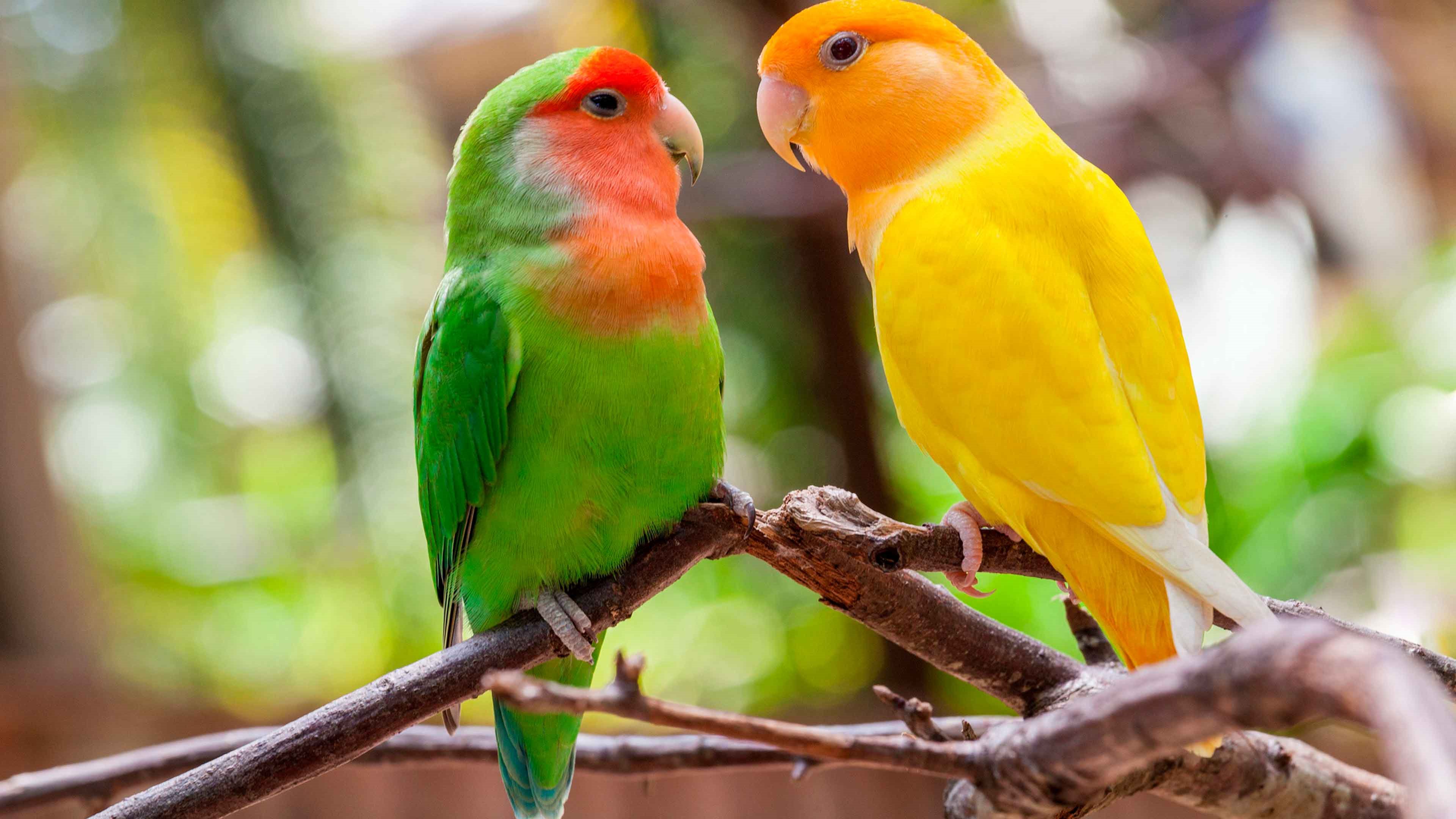 Попугай неразлучник желтый